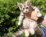 Кошки в Санкт-Петербурге: котенок Мейн кун из питомника Девочка, 80 000 руб. - фото 1