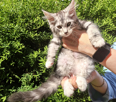котенок Мейн кун из питомника