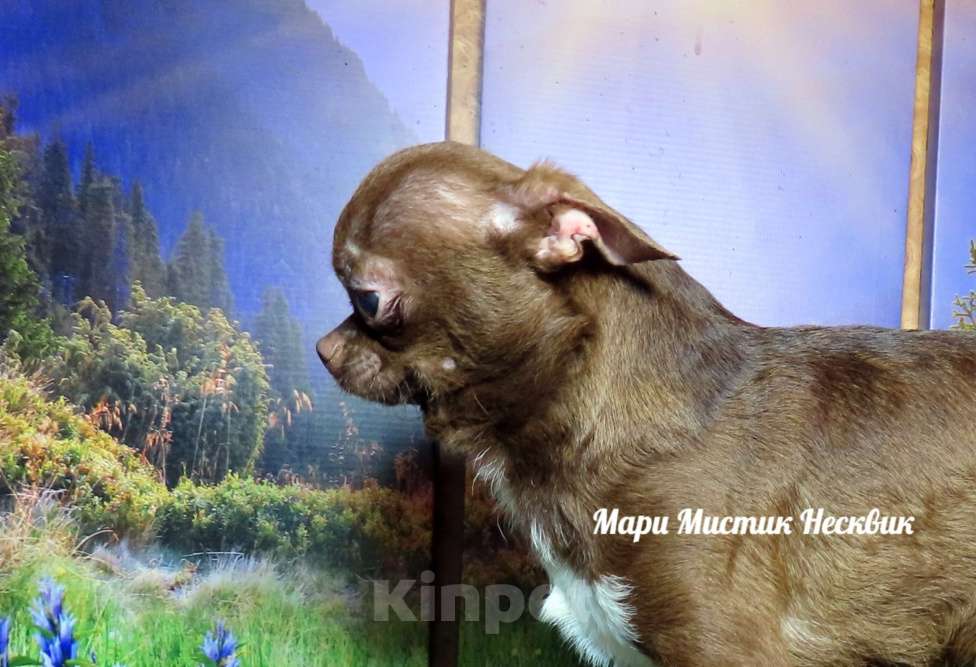 Собаки в Санкт-Петербурге: Несквик чихуахуа мини окрас шоколад с белым Мальчик, 40 000 руб. - фото 1