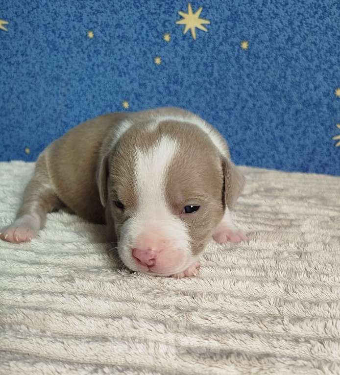 Собаки в Москве: Мальчик американский булли Мальчик, 110 000 руб. - фото 2