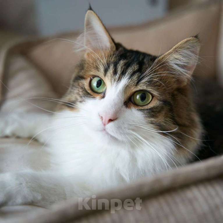 Кошки в Москве: От Вассилька отказались Мальчик, Бесплатно - фото 2