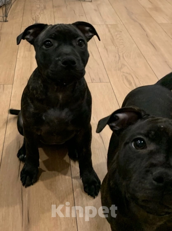 Собаки в Санкт-Петербурге: Щенки Стаффордширского бультерьера ( Англ.) Девочка, Бесплатно - фото 9