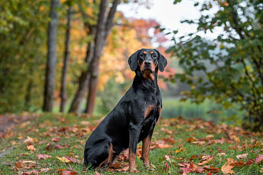 Литовская гончая