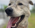 Собаки в Сургуте: Ищу дом, Бесплатно - фото 1
