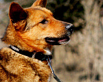 Собаки в Сергиеве Посаде: Метис немецкой овчарки и лайки, Бесплатно - фото 4