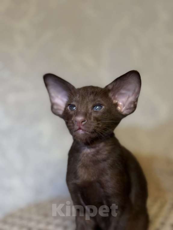 Кошки в Краснодаре: Ориентальный котёнок . Мальчик, Бесплатно - фото 2