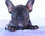 Собаки в Москве: Французский бульдог мальчик тигровый Мальчик, 40 000 руб. - фото 1