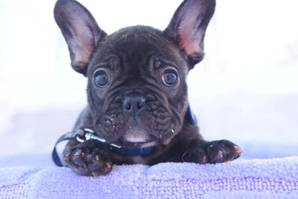 Собаки в Москве: Французский бульдог мальчик тигровый Мальчик, 40 000 руб. - фото 1