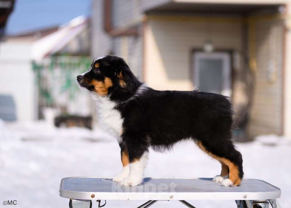 Собаки в других городах Московской области: Продается девочка миниаусси Девочка, 60 000 руб. - фото 2