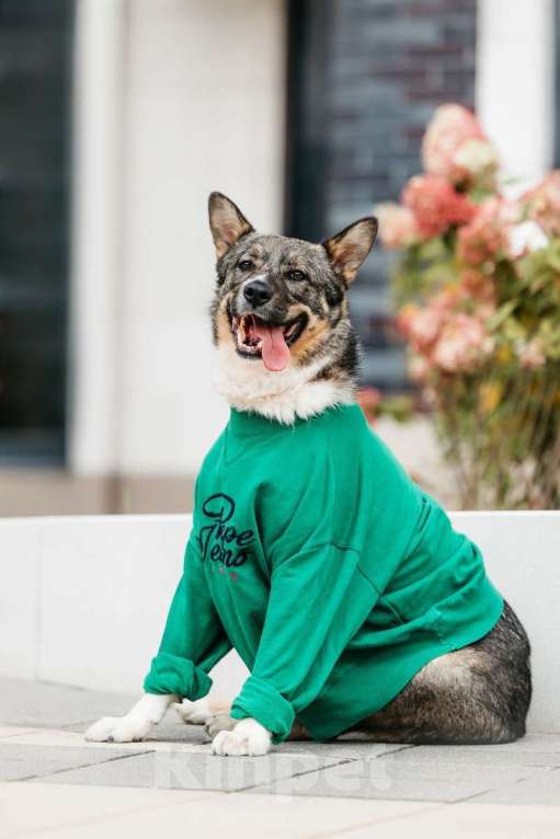 Собаки в Москве: Ураган Маруф в поисках своего человека! Девочка, Бесплатно - фото 3