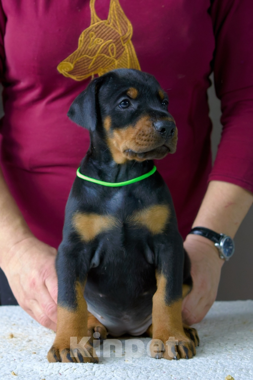 Собаки в Москве: Щенок добермана  Девочка, 100 000 руб. - фото 1