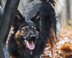 Собаки в Москве: Необыкновенная красавица Клер ждет свою семью. Девочка, Бесплатно - фото 4