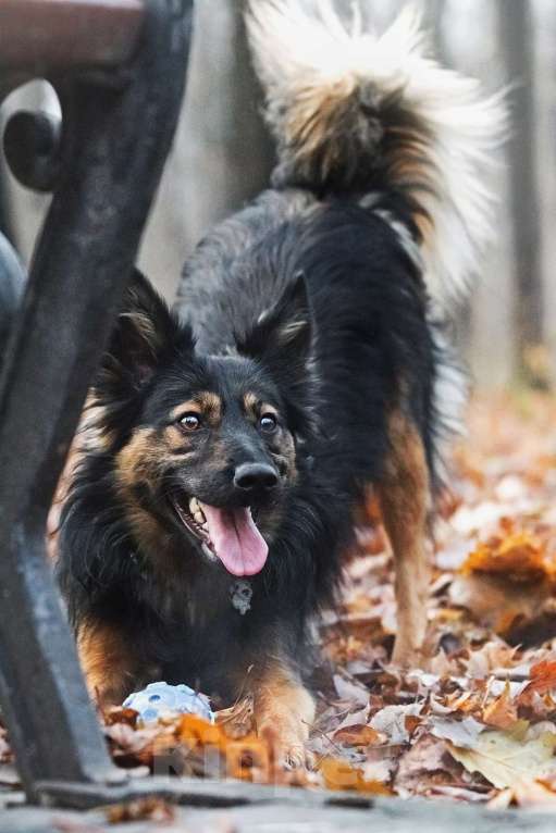 Собаки в Москве: Необыкновенная красавица Клер ждет свою семью. Девочка, Бесплатно - фото 4