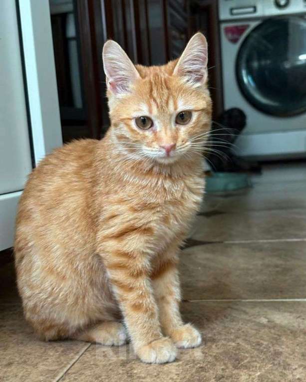 Кошки в Москве: Рыжая малютка ищет домик, почему же никто ее не замечает? Девочка, Бесплатно - фото 3