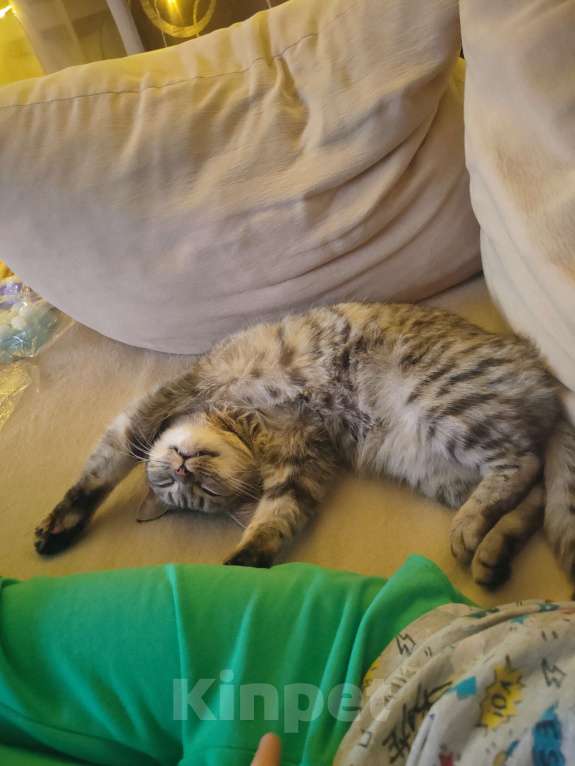 Кошки в Омске: Найденная кошка  Девочка, Бесплатно - фото 3