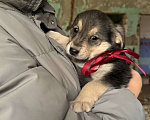 Собаки в Москве: Красивые щенки девочки в дар! Дайте шанс  малышам не замерзнуть! Девочка, Бесплатно - фото 6