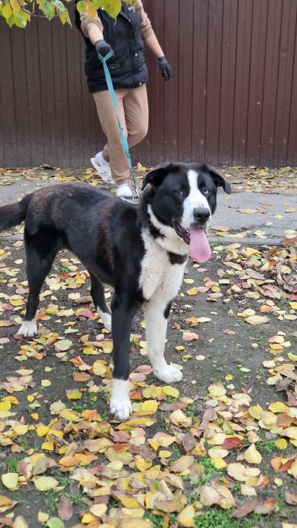 Собаки в Ростове-на-Дону: Алабай в добрые руки Мальчик, Бесплатно - фото 4