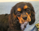 Собаки в других городах Московской области: Срочно! А то передумаем продавать этого красавца! Мальчик, 60 000 руб. - фото 1