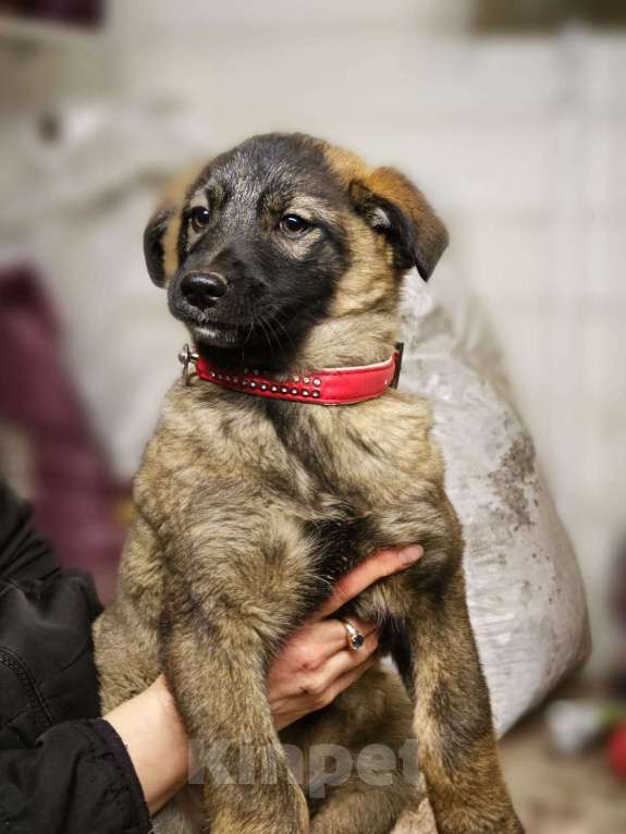 Собаки в Красногорске: Девочка Яра 3 месяца ищет дом Девочка, Бесплатно - фото 1