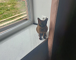 Кошки в других городах Московской области: Отдам кошку в хорошие руки Девочка, Бесплатно - фото 4