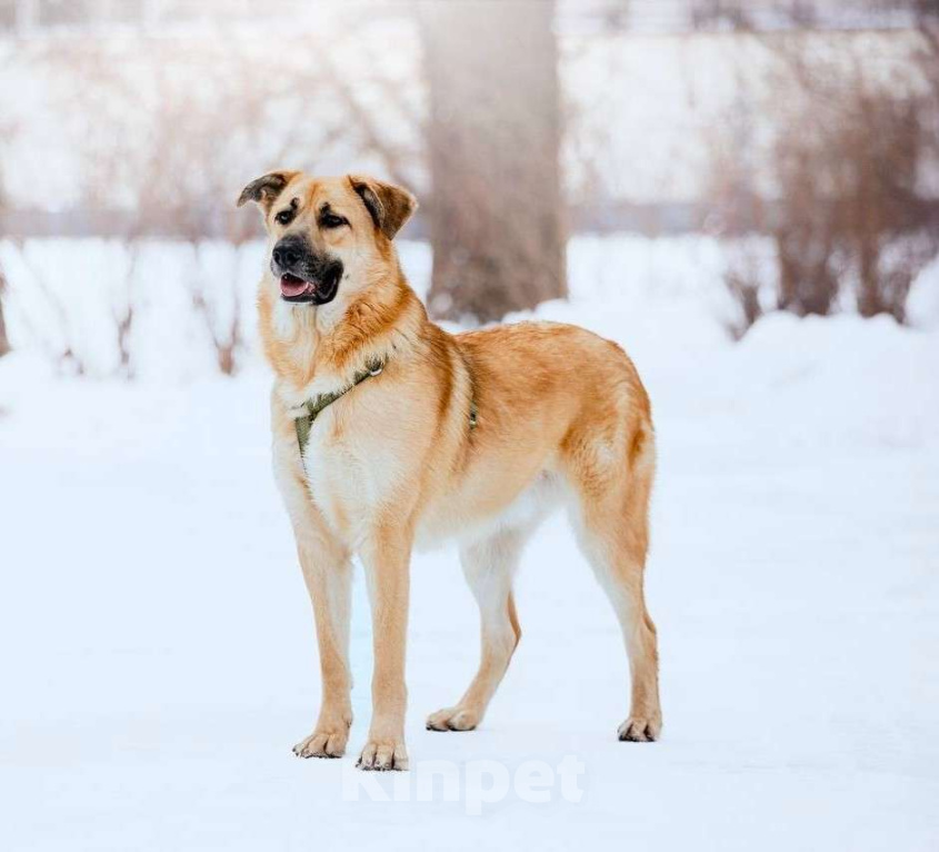 Собаки в Москве: Собака бесплатно Москва Мальчик, Бесплатно - фото 3