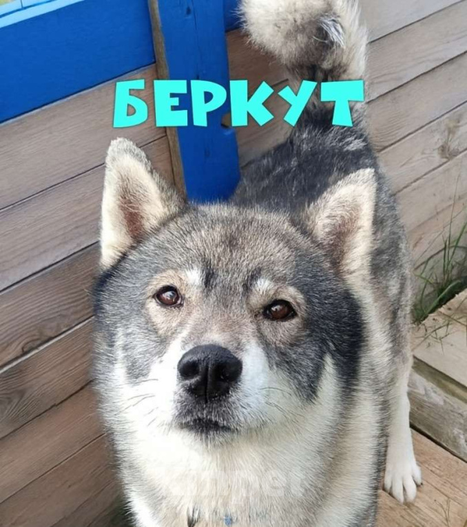 Собаки в Москве: Хаски, который верит в людей, несмотря ни на что. Мальчик, Бесплатно - фото 1