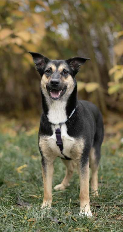 Собаки в Москве: Лира, маленькая красотка.  Девочка, Бесплатно - фото 2