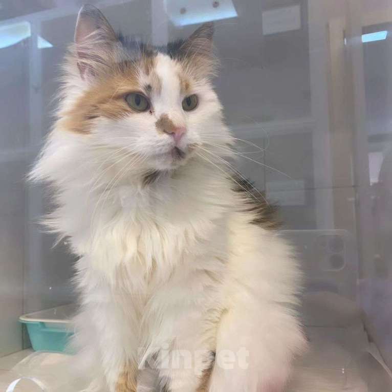 Кошки в Москве: Таких, как Муся, не выбирают Девочка, Бесплатно - фото 4