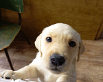 Собаки в Новосибирске: Продам щенков лабрадора Девочка, 23 000 руб. - фото 1