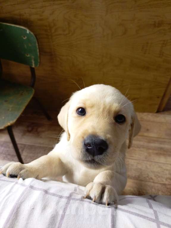 Собаки в Новосибирске: Продам щенков лабрадора Девочка, 23 000 руб. - фото 1