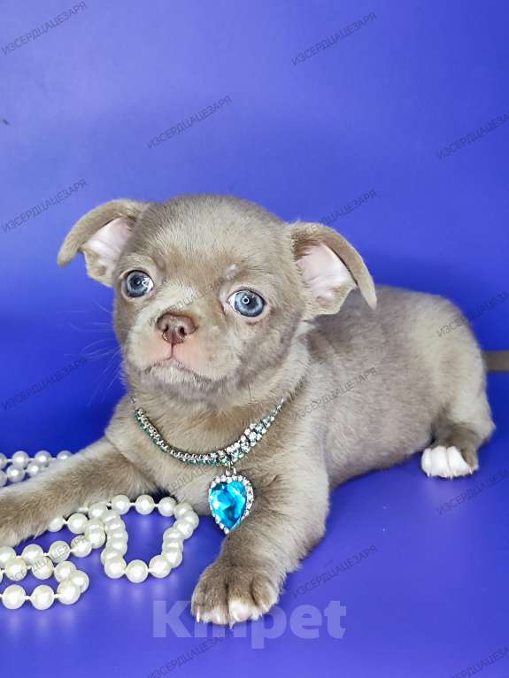 Собаки в Москве: Лиловое облачко мальчик Мальчик, 45 000 руб. - фото 4