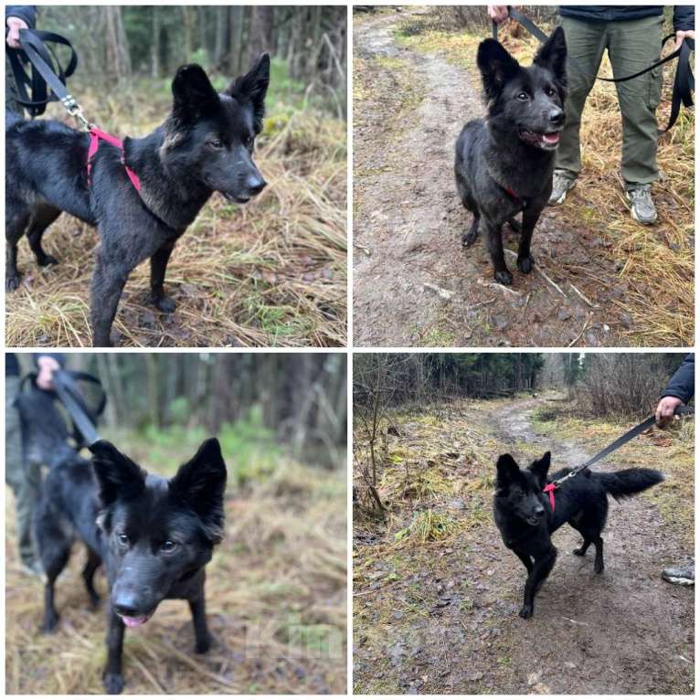 Собаки в Балашихе: Собака в добрые руки  Девочка, Бесплатно - фото 1