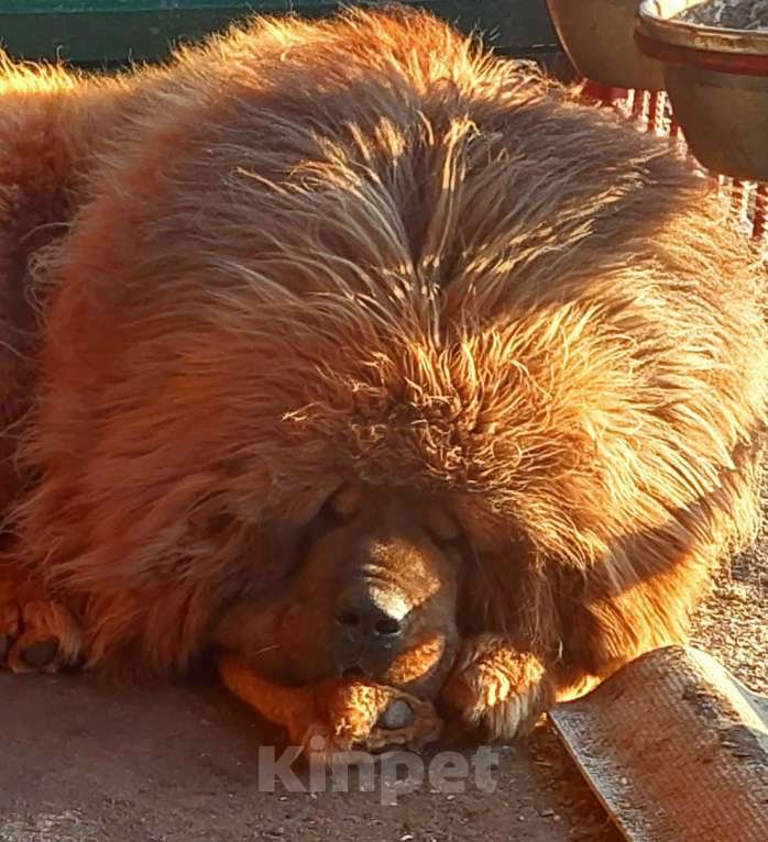 Собаки в Белгороде: Щенки Тибетского мастифа Девочка, 120 руб. - фото 3