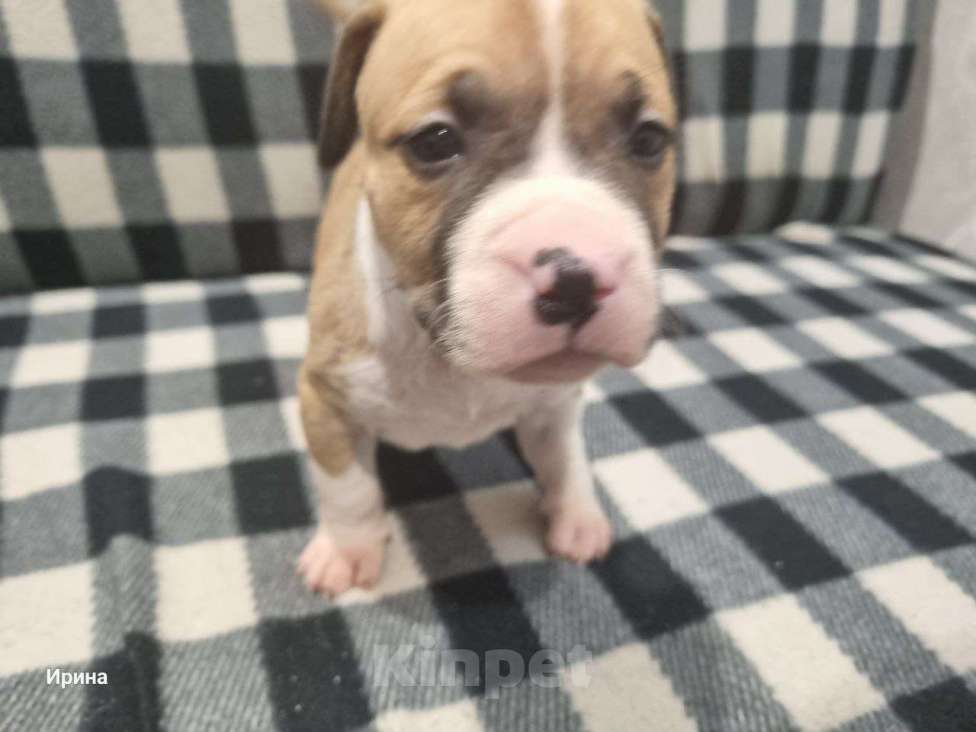 Собаки в Самаре: Продам Стаффордширского терьера Девочка, 10 000 руб. - фото 1