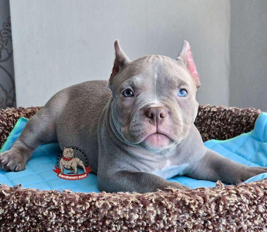 Собаки в Москве: Американский булли мальчик Покет/Микро Мальчик, 100 000 руб. - фото 4