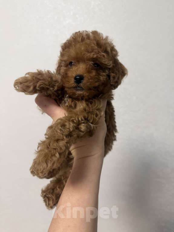 Собаки в Коломне: Той пудель мини Мальчик, 80 000 руб. - фото 2