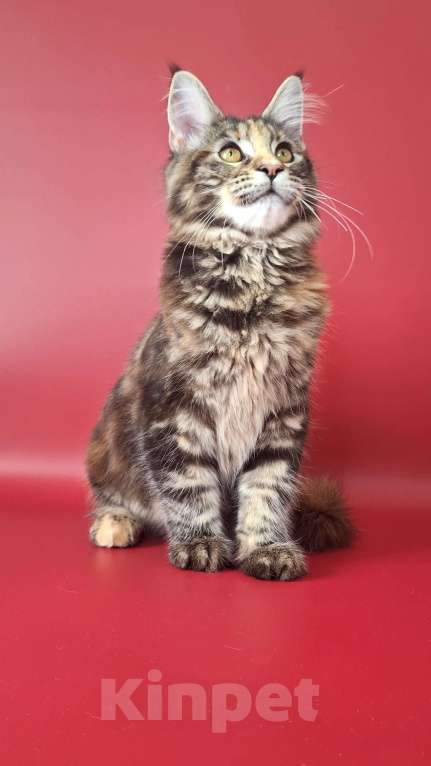 Кошки в Уфе: Девочка мейн-кун 5 мес  Девочка, 40 000 руб. - фото 6