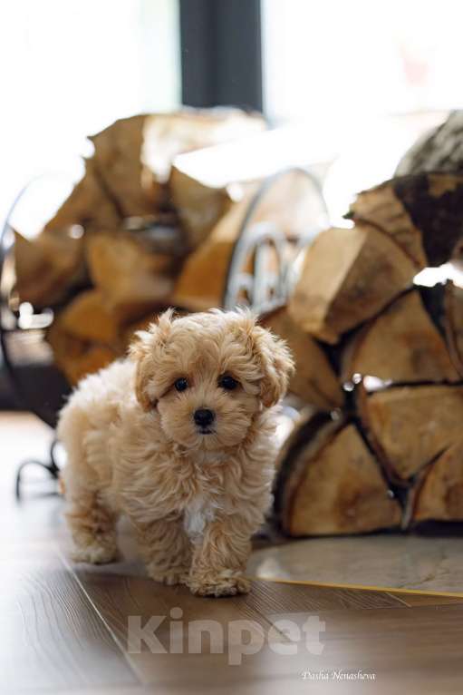 Собаки в Москве: Мальтипу F1 Мальчик, Бесплатно - фото 3