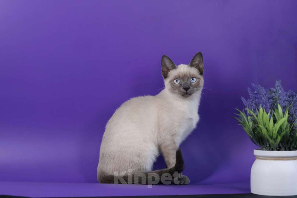 Кошки в Москве: Тайская фенотип, голубоглазая  Девочка, 20 000 руб. - фото 1