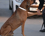 Собаки в Новосибирске: Родезийский риджбек кобель ищет дом Мальчик, 1 руб. - фото 4