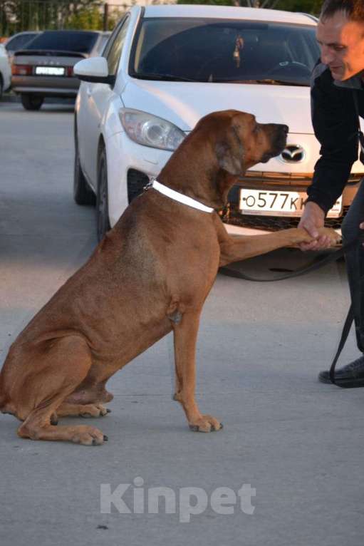 Собаки в Новосибирске: Родезийский риджбек кобель ищет дом Мальчик, 1 руб. - фото 4