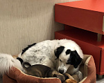 Собаки в Краснодаре: Мэй ищет дом Девочка, Бесплатно - фото 5