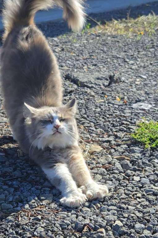 Кошки в Семикаракорске: Метис МЕЙН-КУН и СИБИРСКОЙ  Девочка, Бесплатно - фото 1