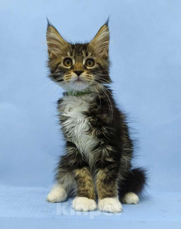 Кошки в Москве: Мейн-Кун. Девочка Девочка, 45 000 руб. - фото 3