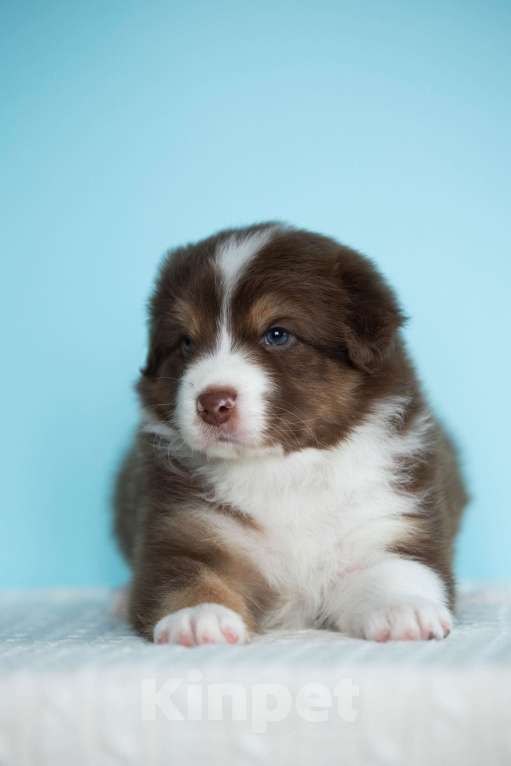 Собаки в Екатеринбурге: Мальчик красный триколор Мальчик, Бесплатно - фото 3