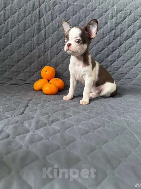 Собаки в Воронеже: Девочка мини  Девочка, Бесплатно - фото 3