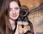 Собаки в Москве: Щенок небольшой собаки в добрые руки Мальчик, Бесплатно - фото 1