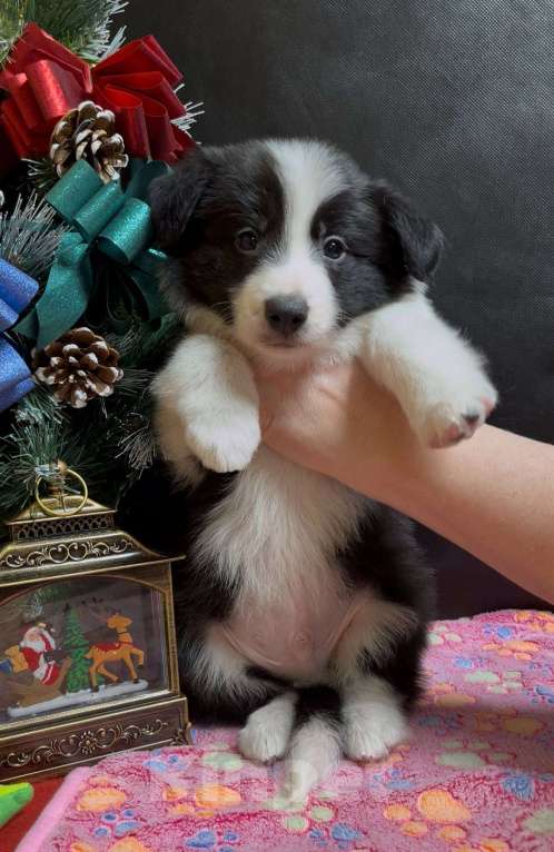 Собаки в Москве: Бордер колли щенок Мальчик, 70 000 руб. - фото 9