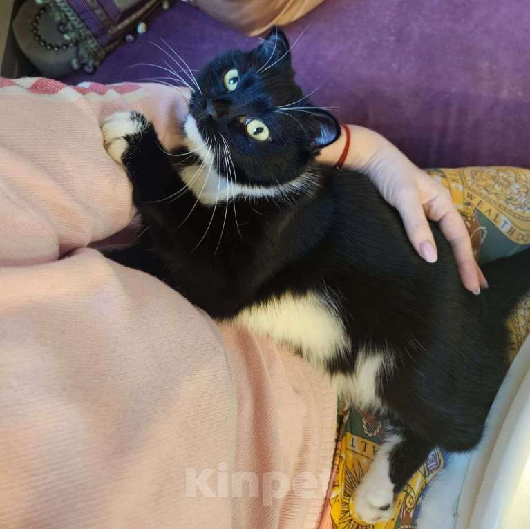 Кошки в Москве: Фигаро вернули на следующий день после пристройсва 💔 Мальчик, Бесплатно - фото 2