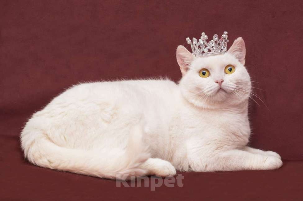 Кошки в Москве: Белая британская кошка ищет дом Девочка, Бесплатно - фото 2